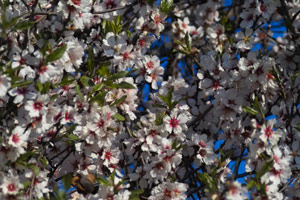 Foveon Sigma SD9