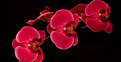 Professional Digital photography sample