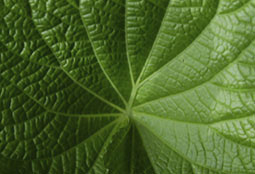 Digital photography, sample natural photography