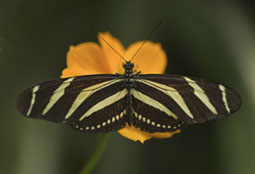 Natural photography samples