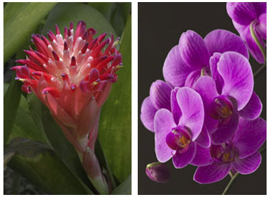 Samples nature photography, flowers