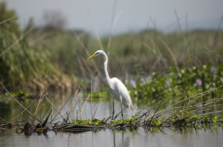 White Heron standing on the river Canon EF 100-400mm