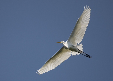 White Heron Canon EF 100-400mm