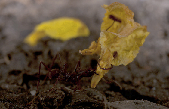 image zompopo yellow flower best
