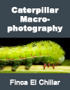 caterpillar-butterfly-larva-macrophotography-El-Chilar-Guatemala-Hellmuth-FLAAR-Mesoamerica