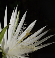 hylocereus undatus pitaya Flaar garden by Nicholas Hellmuth