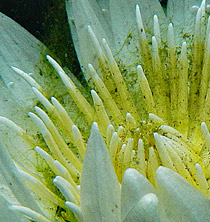 Nymphaea ampla, Water Lily. Photographed by Mishell Orellana with a Nikon Coolpix