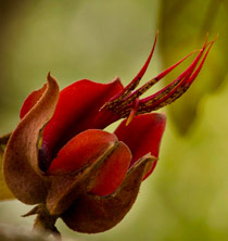 Manitas tree canak Chirathodendron pentadactylon, red flower photographed by Sofia Monzon with a Canon EOS Rebel T2i
