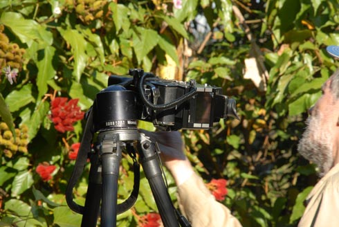 Reviews of focusing rails macro lens, for stacked focus of insects, flowers.