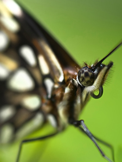 Medium Format Digital Camera Reviews on Title Picture Of The Week  Examples Of Fine Art Digital Photography