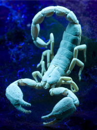 Scorpion