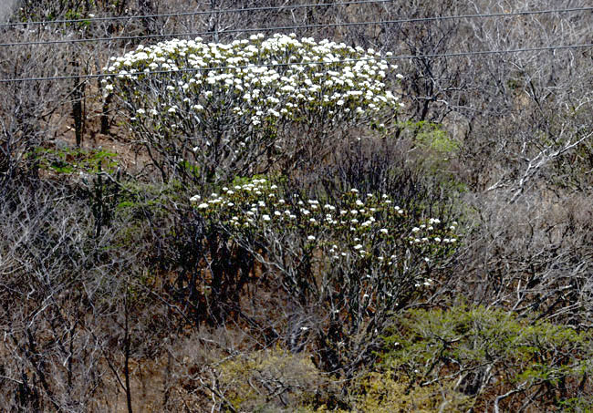 view of a distant set of hills with Plumeria trees with a 60mm lens