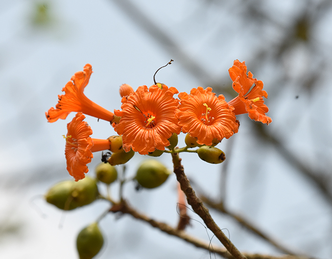 Cordia_dodecandra_Ciricote_FLAAR_Guatemala_3315