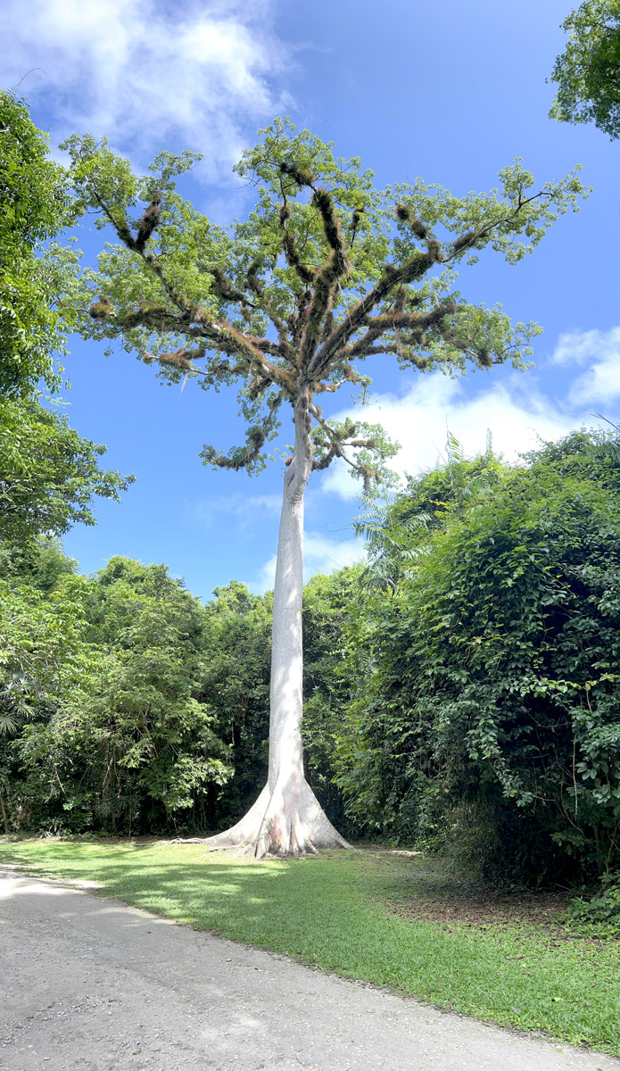 PANAT-road-to-Tikal-ruins-iPhone-13-ProMax-Nicholas-Hellmuth-0343