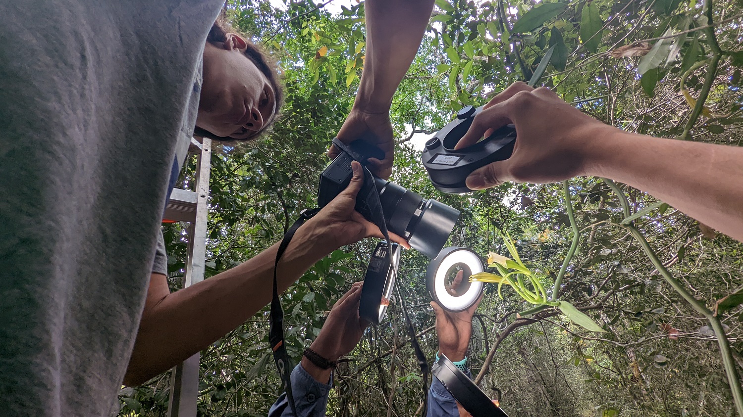 Yaxha-to-Nakum-Vanilla-insignis-flower-Edwin-photographing-with-ring-lights-Google-Pixel-6Pro