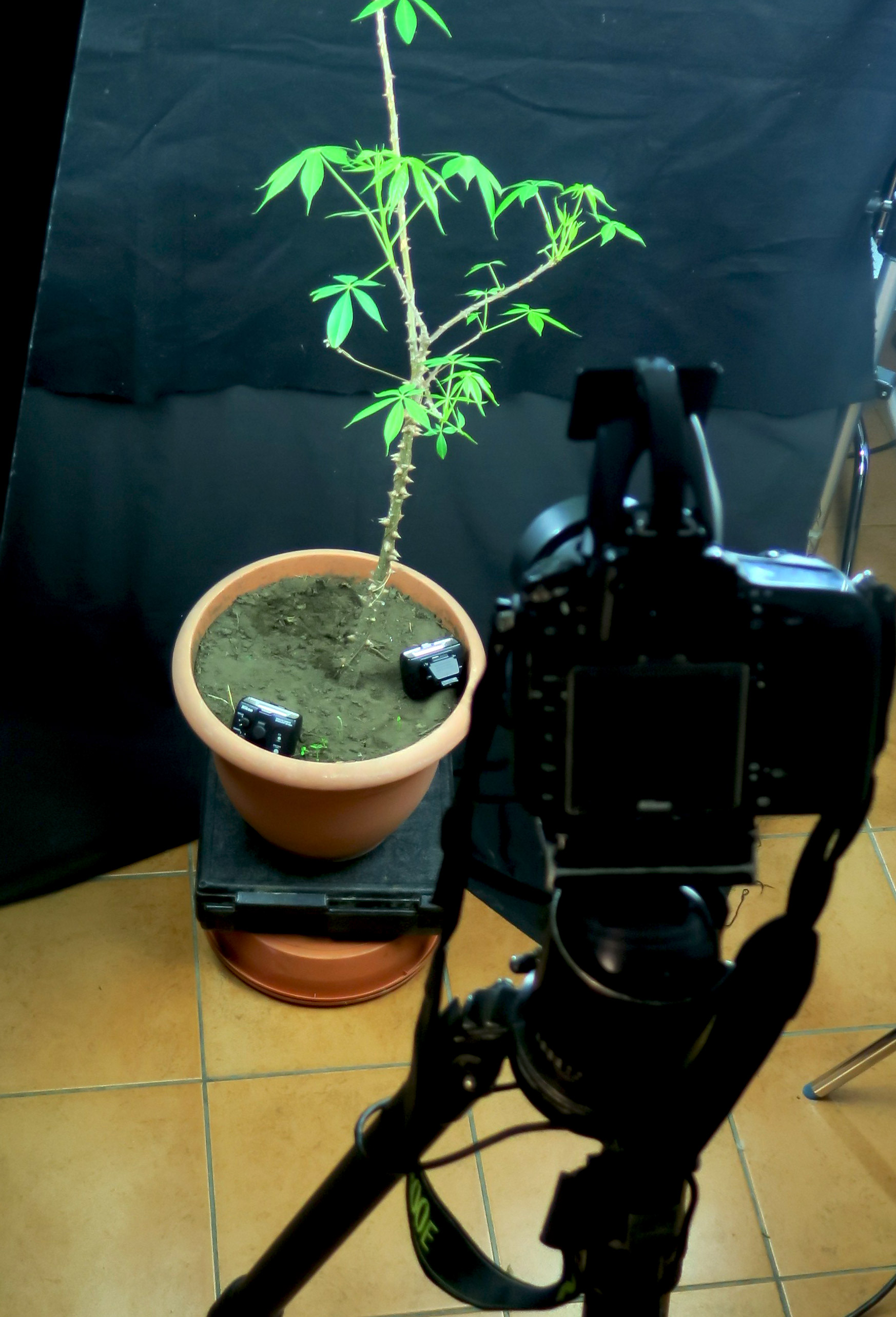 Balcar Digital lighting